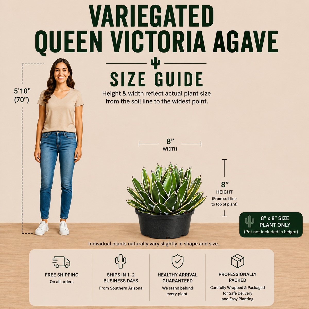 Variegated Queen Victoria Agave live plant with green-and-cream patterned leaves in a compact rosette.