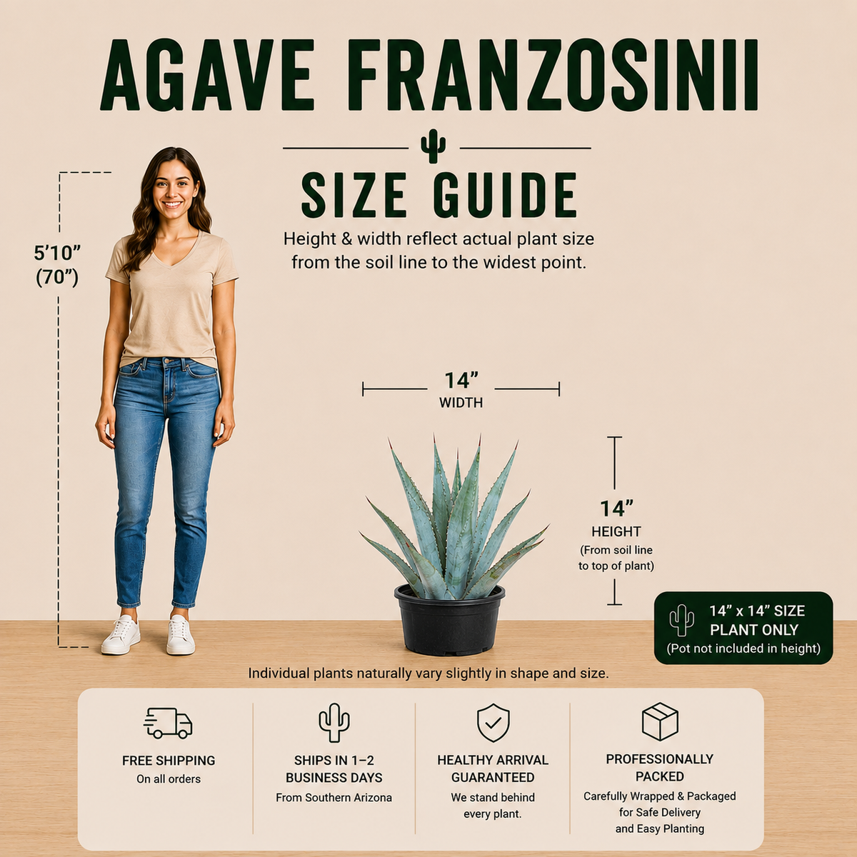 Live Agave franzosinii showing large sculptural leaves and pale blue coloration.