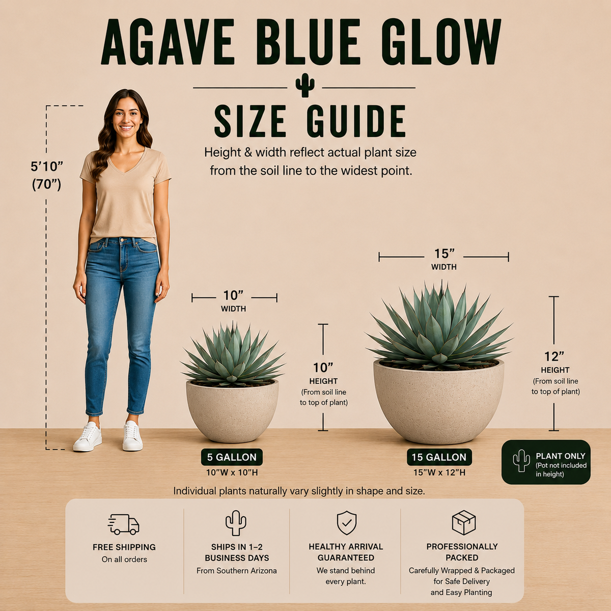 Live Agave 'Blue Glow' showing a dense rosette of smooth pointed leaves.