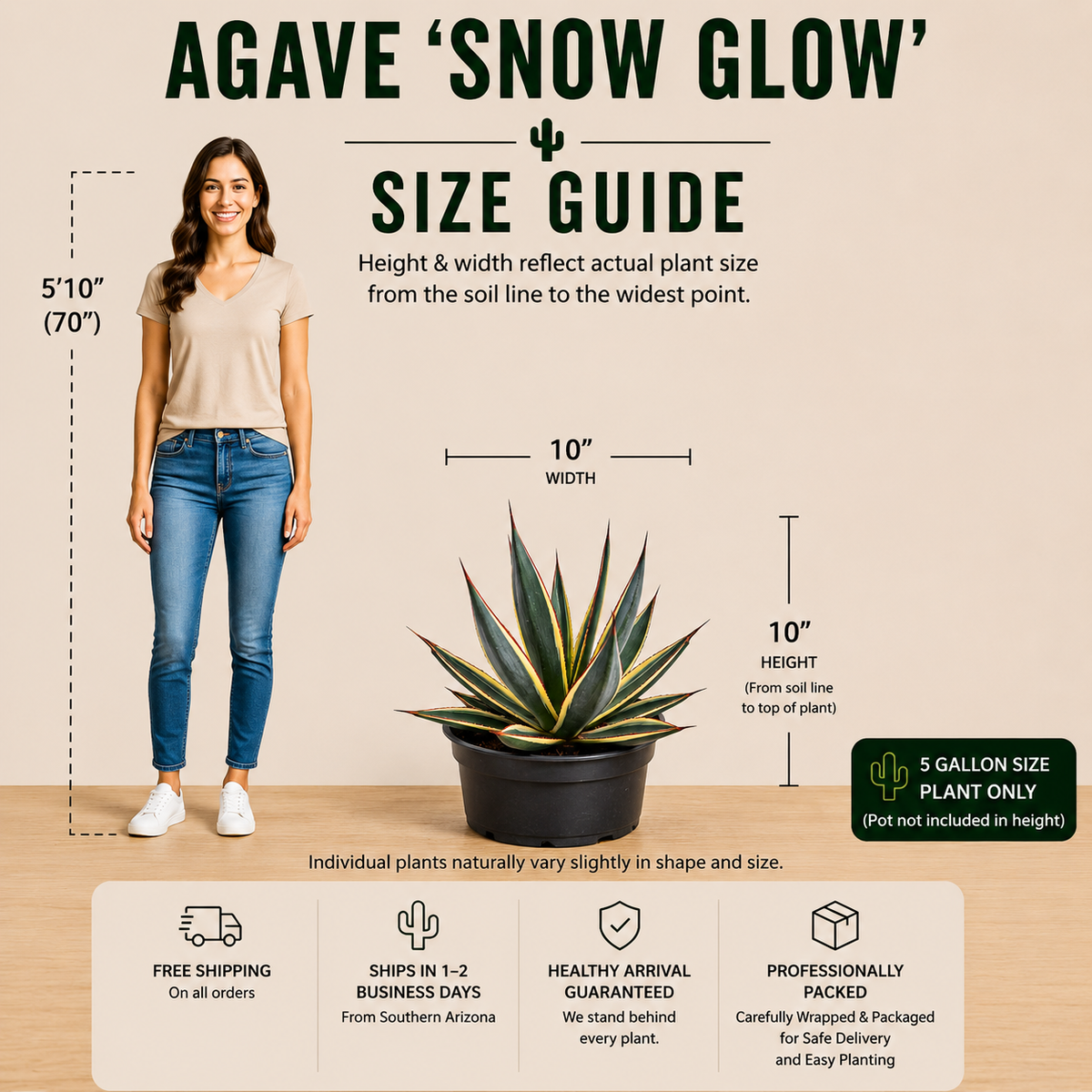Agave 'Snow Glow' live plant highlighting its colorful variegation and symmetrical rosette.