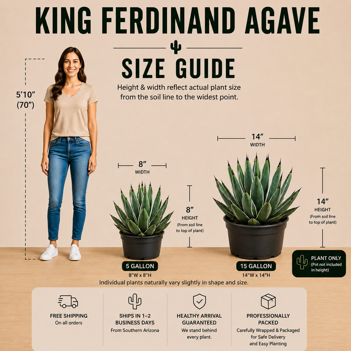 King Ferdinand Agave live plant highlighting its compact form and layered pointed foliage.