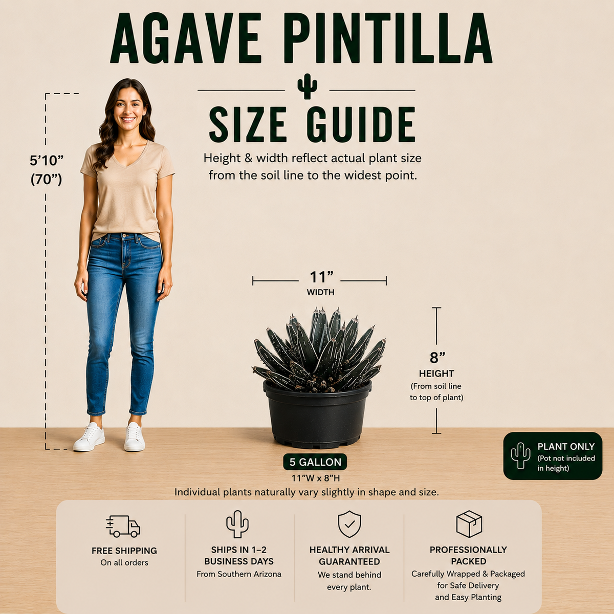 Agave pintilla specimen with layered green leaves arranged in a geometric rosette.