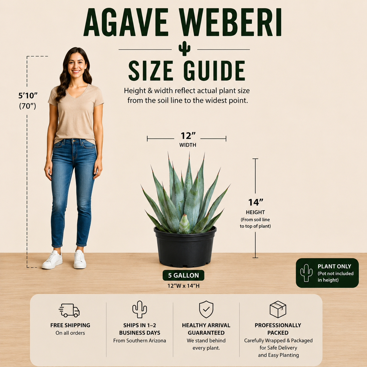 Agave weberi specimen with long pointed leaves and substantial rosette growth.
