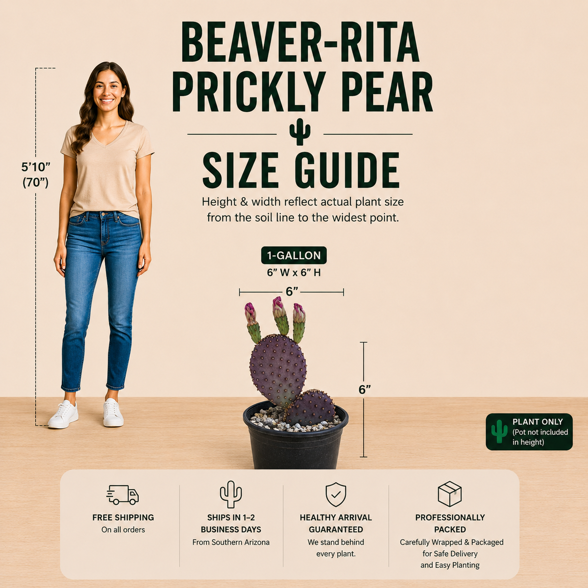Beaver-rita Prickly Pear live plant with broad purple-green pads and compact branching growth.