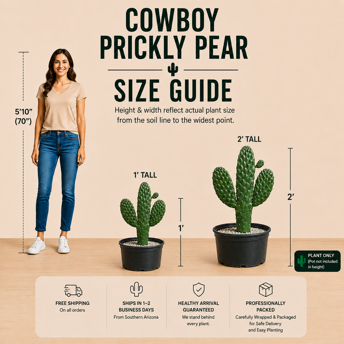 Cowboy Prickly Pear live plant with tall narrow green pads and upright branching growth.
