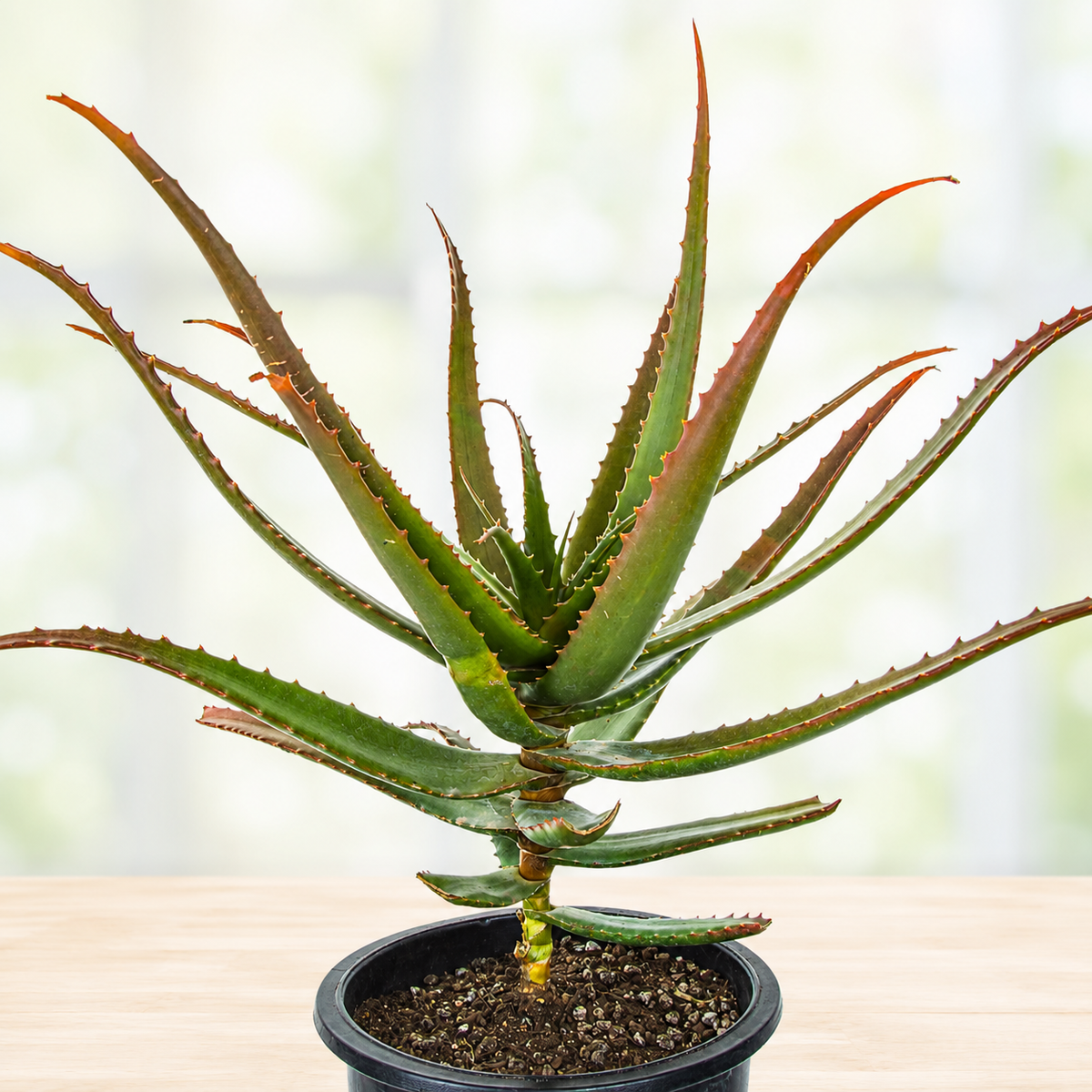 Aloe cameronii live plant with arching succulent leaves showing green and red tones.