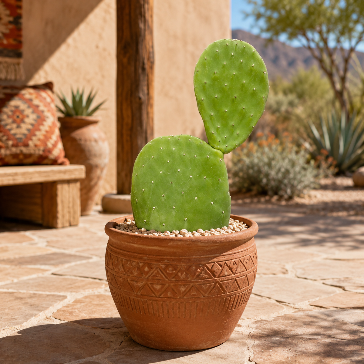 Opuntia ficus-indica Nopal Prickly Pear specimen with fleshy green pads and branching growth.