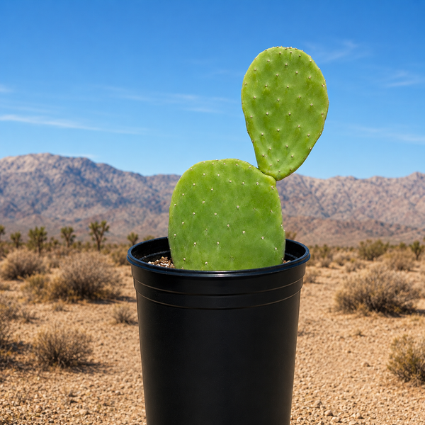 Nopal Prickly Pear