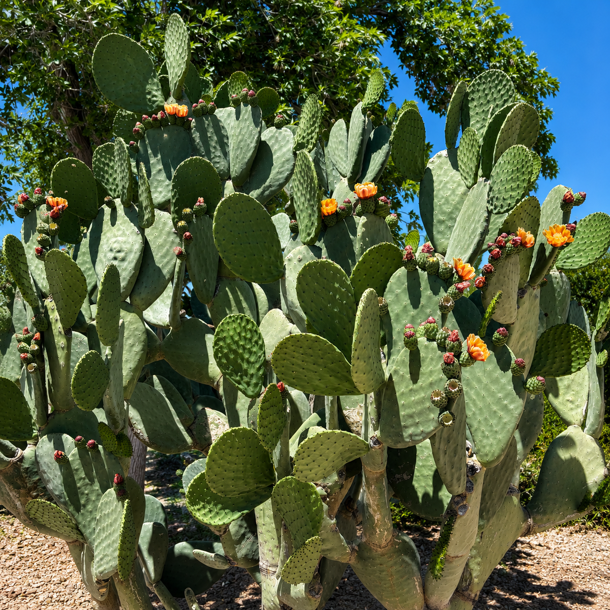 Nopal Prickly Pear plant highlighting its large flat green pads and sculptural silhouette.
