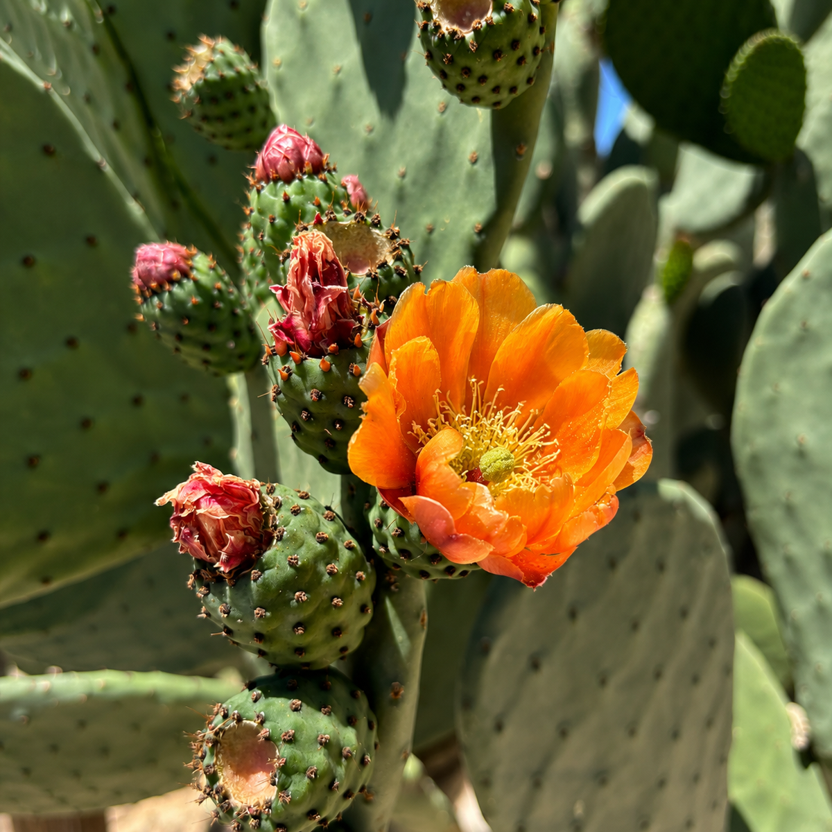 Nopal Prickly Pear live specimen with upright paddle-shaped pads and mature branching.