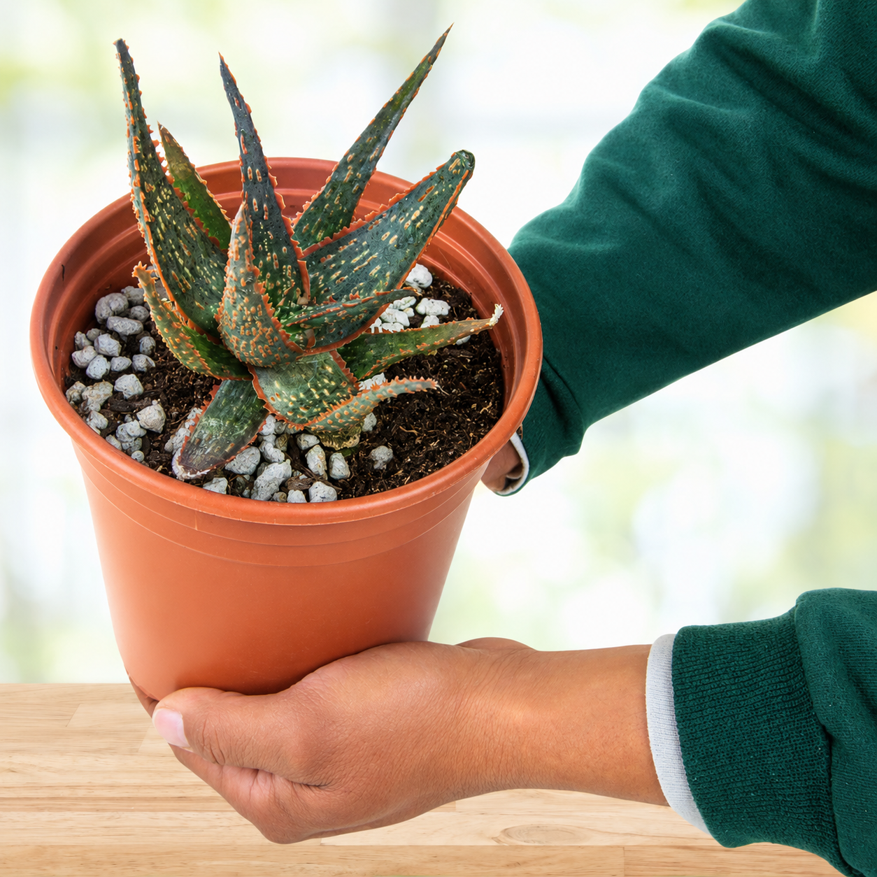 A potted aloe vera succulent in a terracotta-colored plastic pot, held by a person wearing a dark green sweater over their hands and forearm, set against a bright, blurred background.