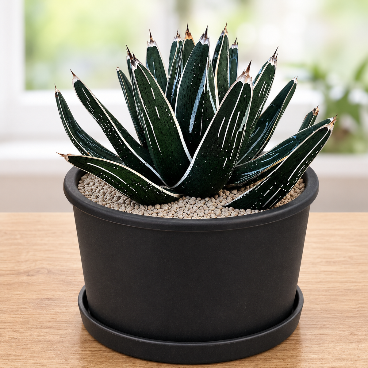 Agave pintilla live plant with a compact rosette of thick pointed green leaves.