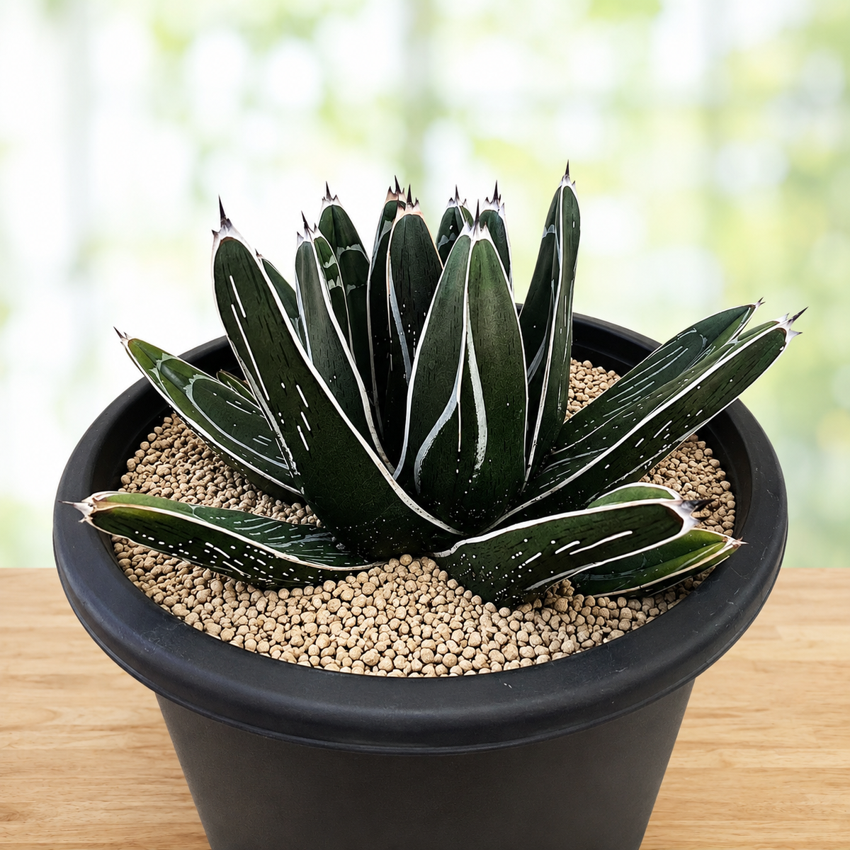 Live Agave pintilla showing dense sculptural growth and sharp leaf tips.