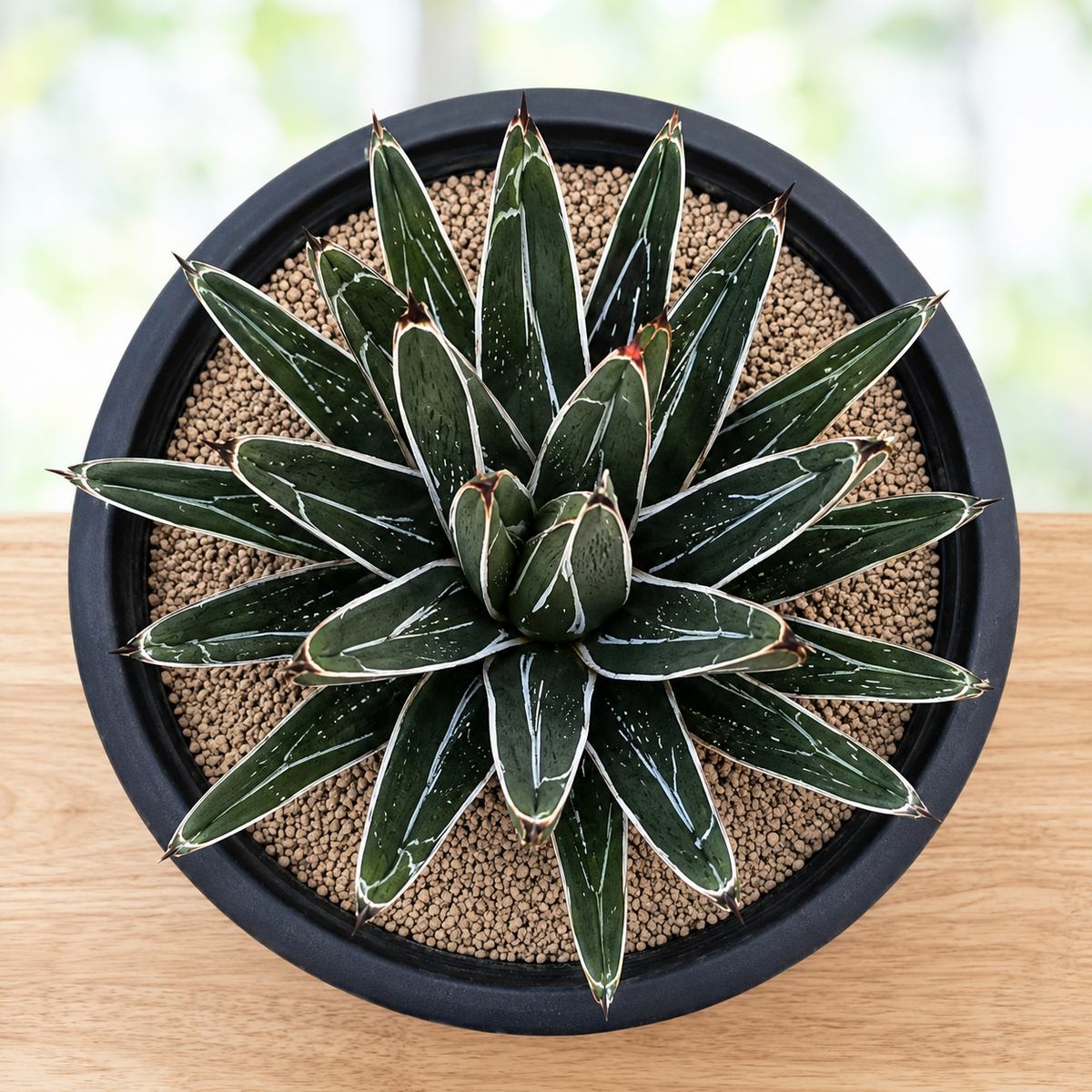 Agave pintilla live specimen with thick pointed leaves and a symmetrical rosette.