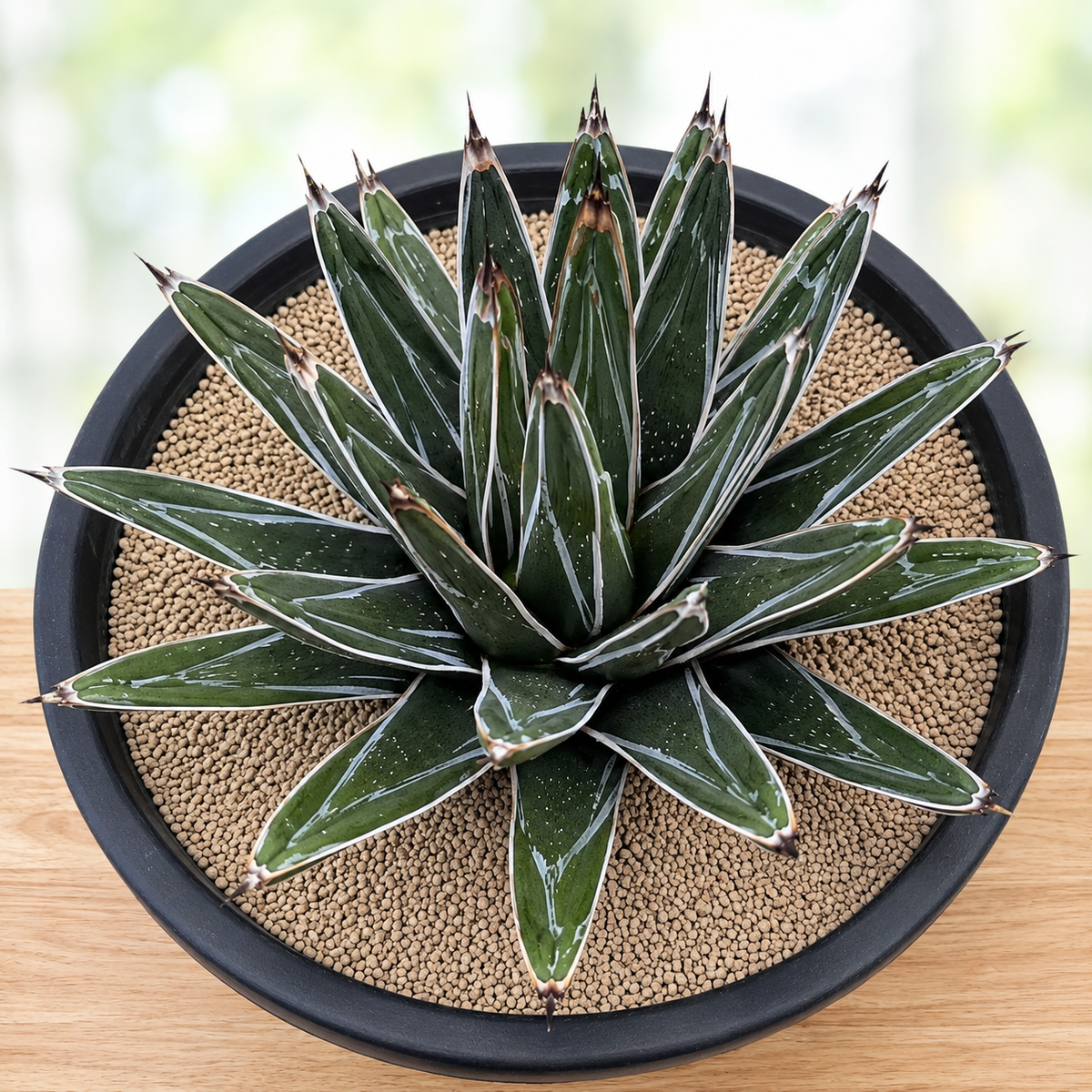 Agave pintilla plant highlighting compact architectural foliage and strong form.