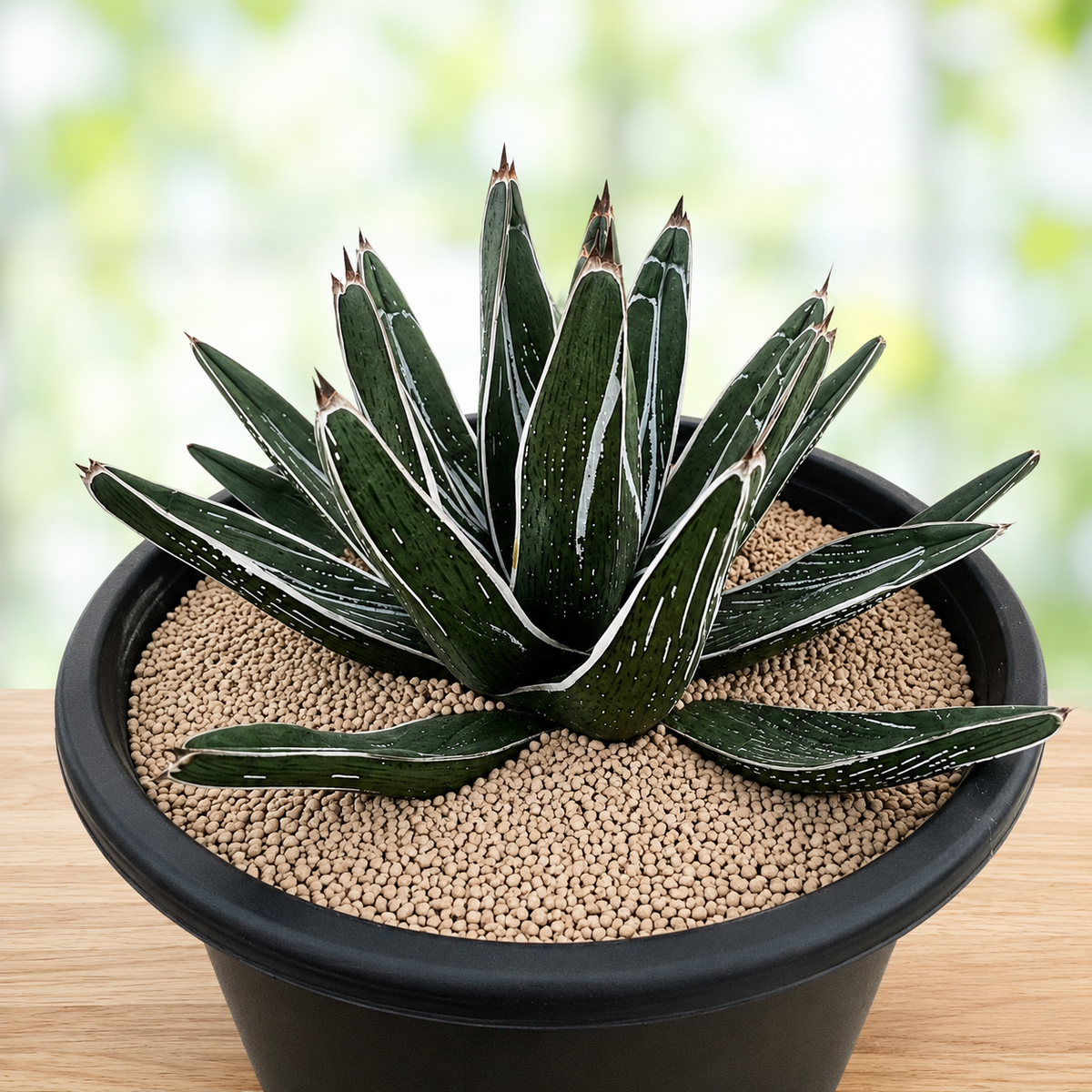 Live Agave pintilla with a full rosette of thick green succulent leaves.