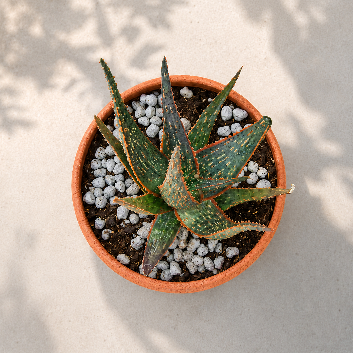 Aloe 'Christmas Carol' specimen with green succulent leaves edged and spotted in red tones.
