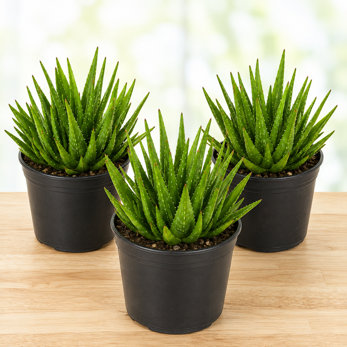 Aloe 'Crosby's Prolific' specimen with full green rosette growth and toothed leaf margins.