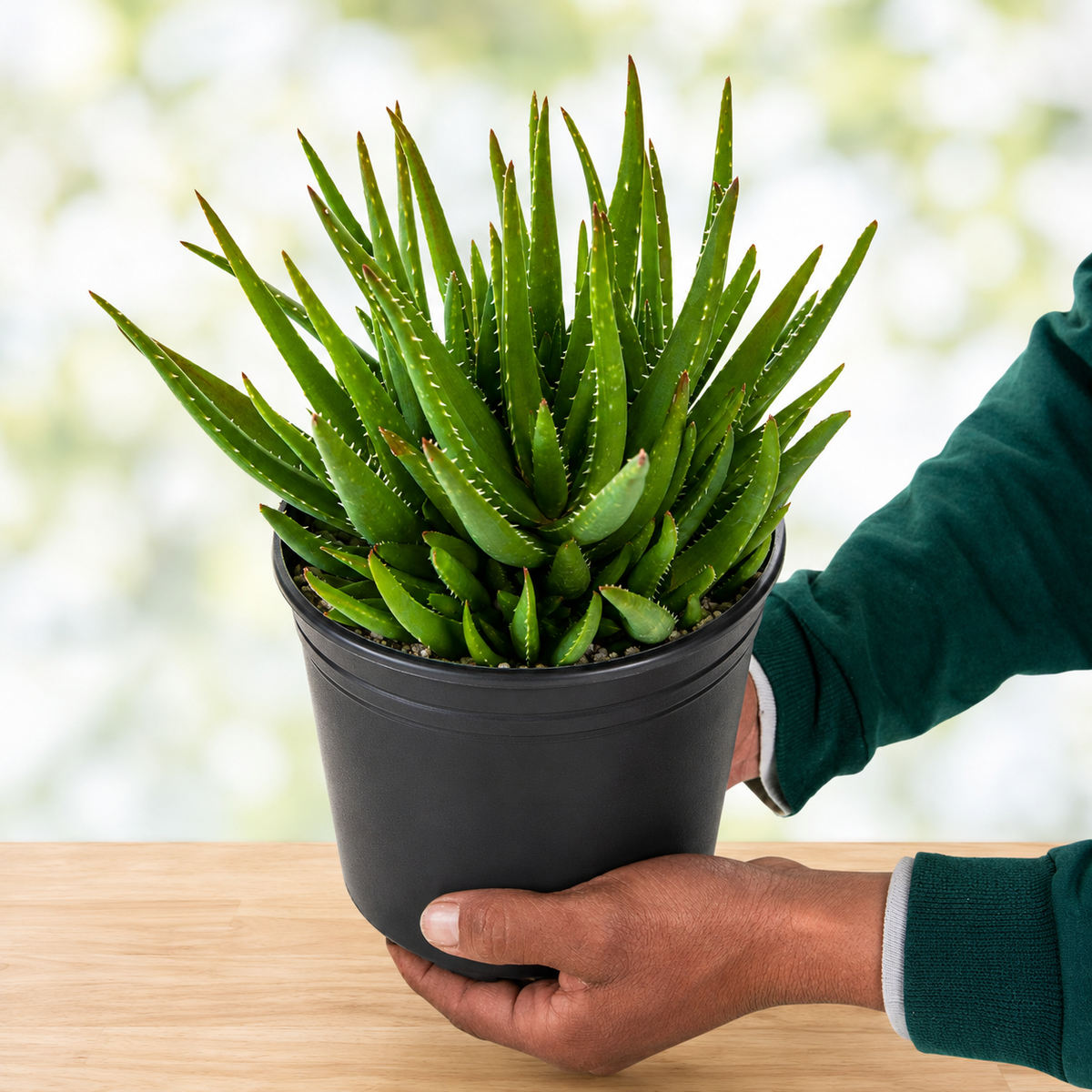 Live Crosby's Prolific Aloe showing compact succulent foliage and branching offsets.