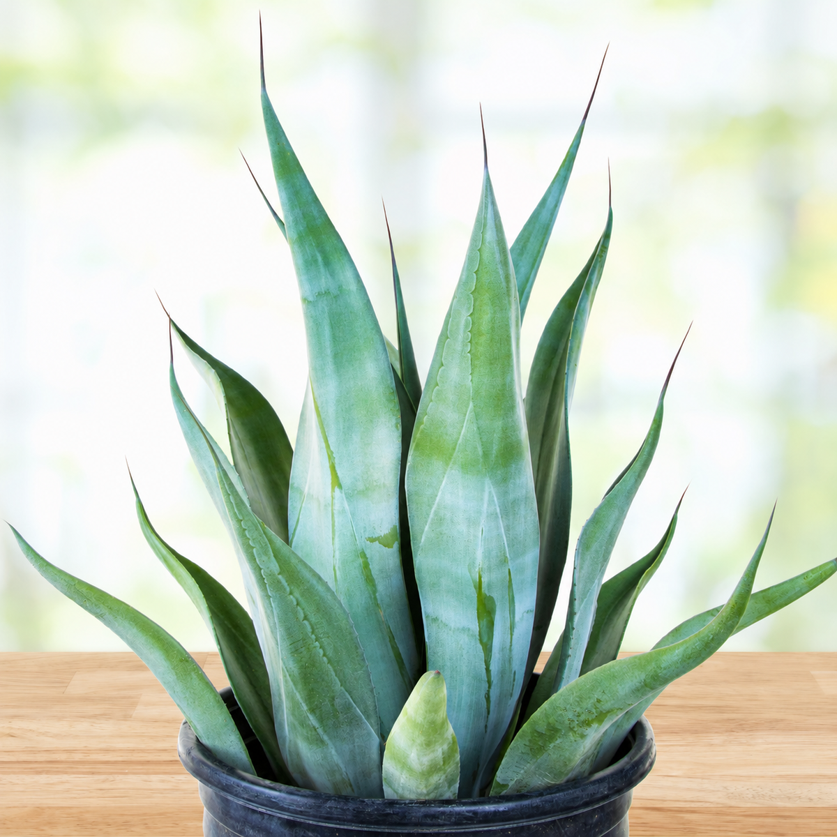 Agave weberi live plant with broad arching blue-green leaves in a large open rosette.