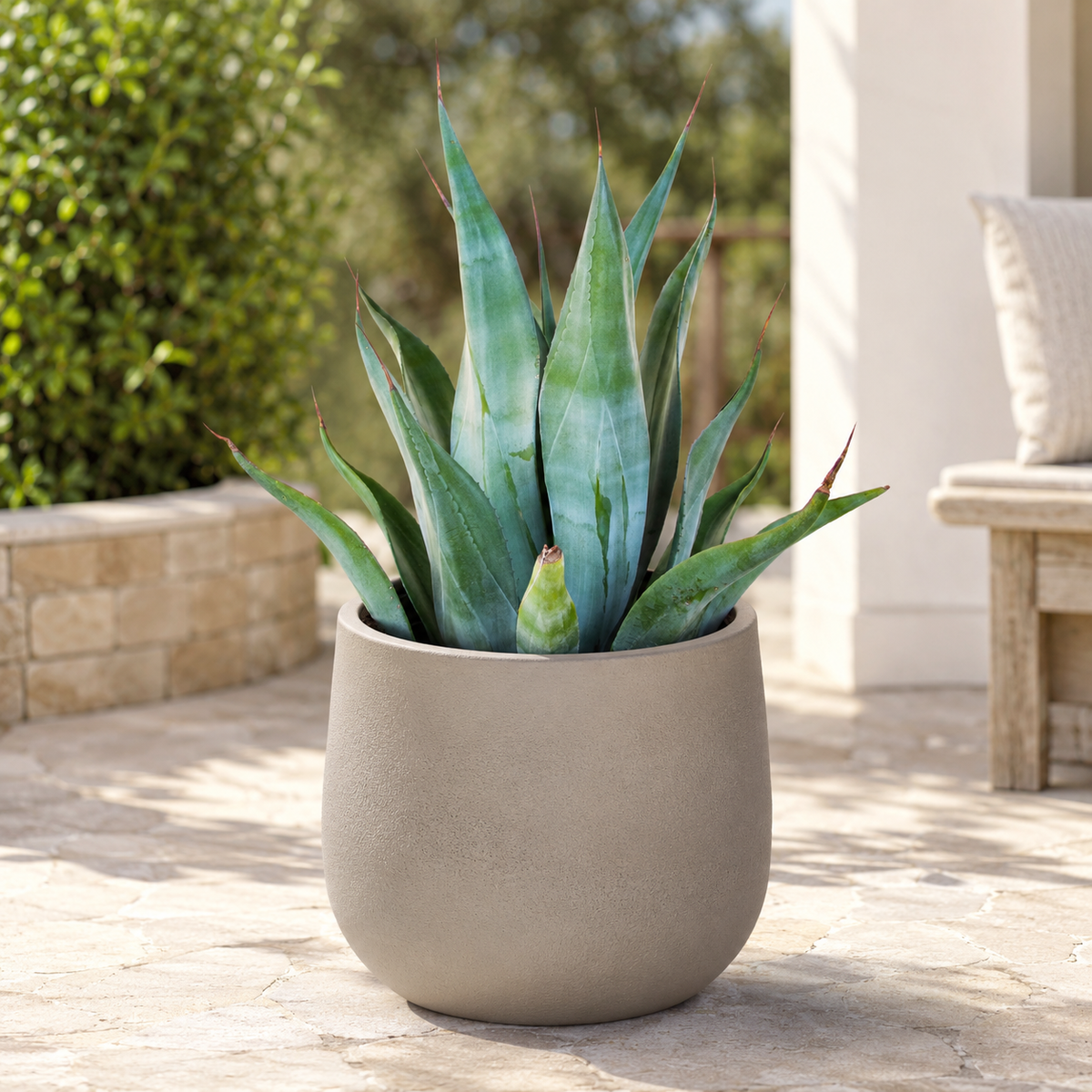 Agave weberi specimen showing long smooth blue-green leaves and architectural growth.