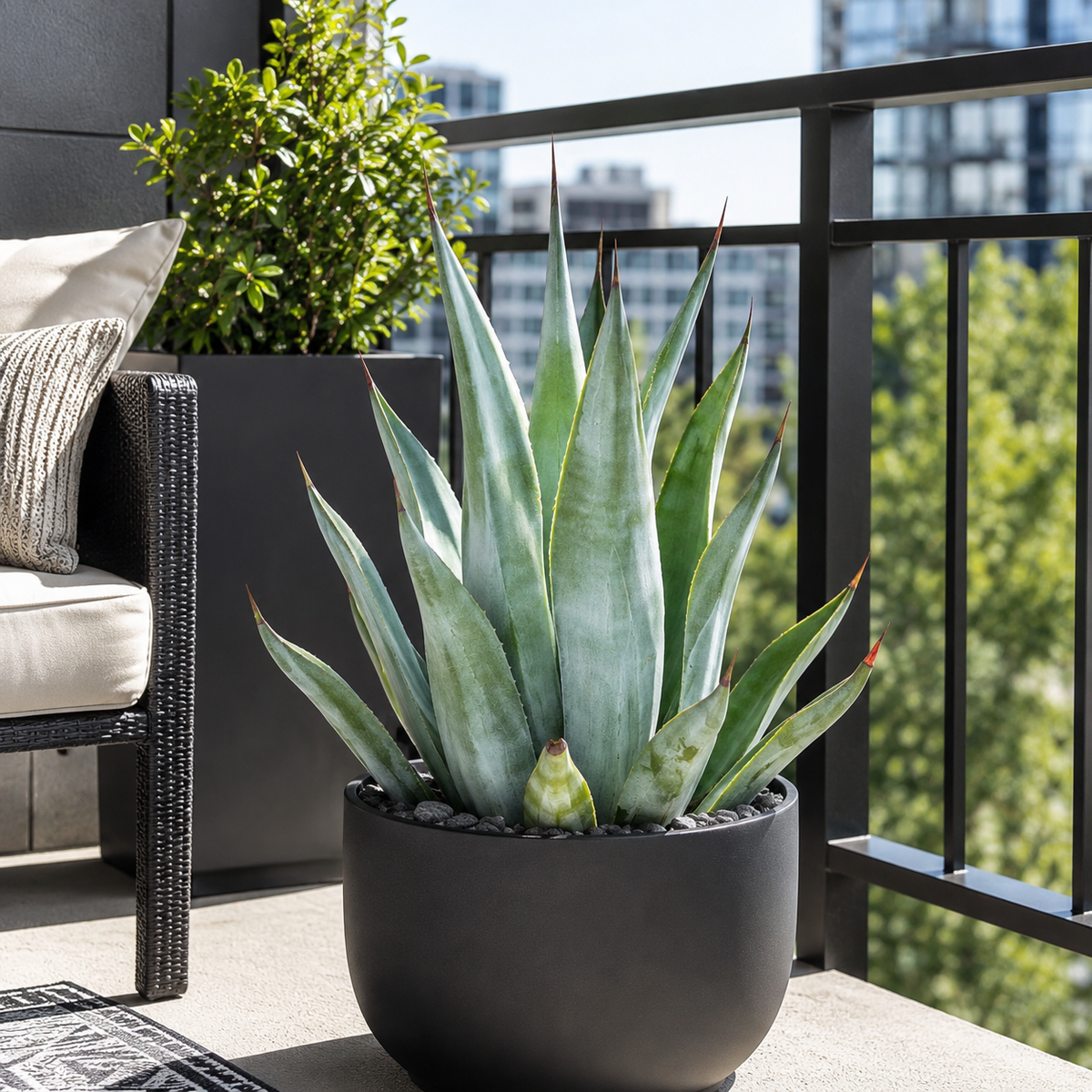 Live Agave weberi with broad sweeping leaves arranged in a symmetrical rosette.