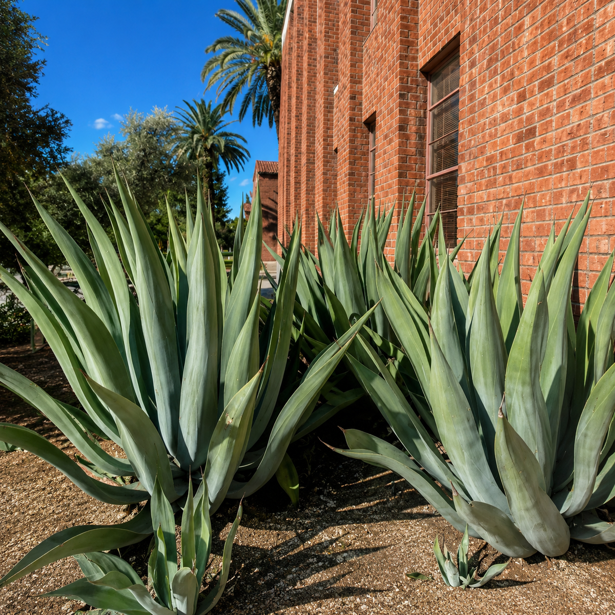Agave weberi live specimen with sweeping blue-green leaves and strong terminal points.