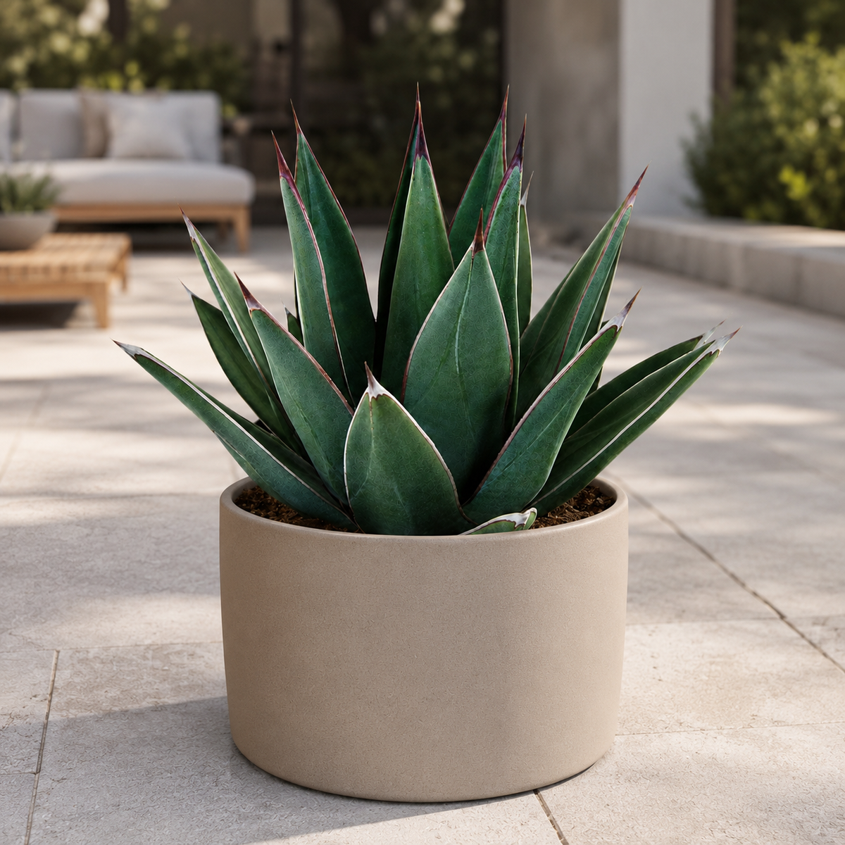Arizona Smiles Agave specimen showing dense architectural foliage and sharp leaf tips.