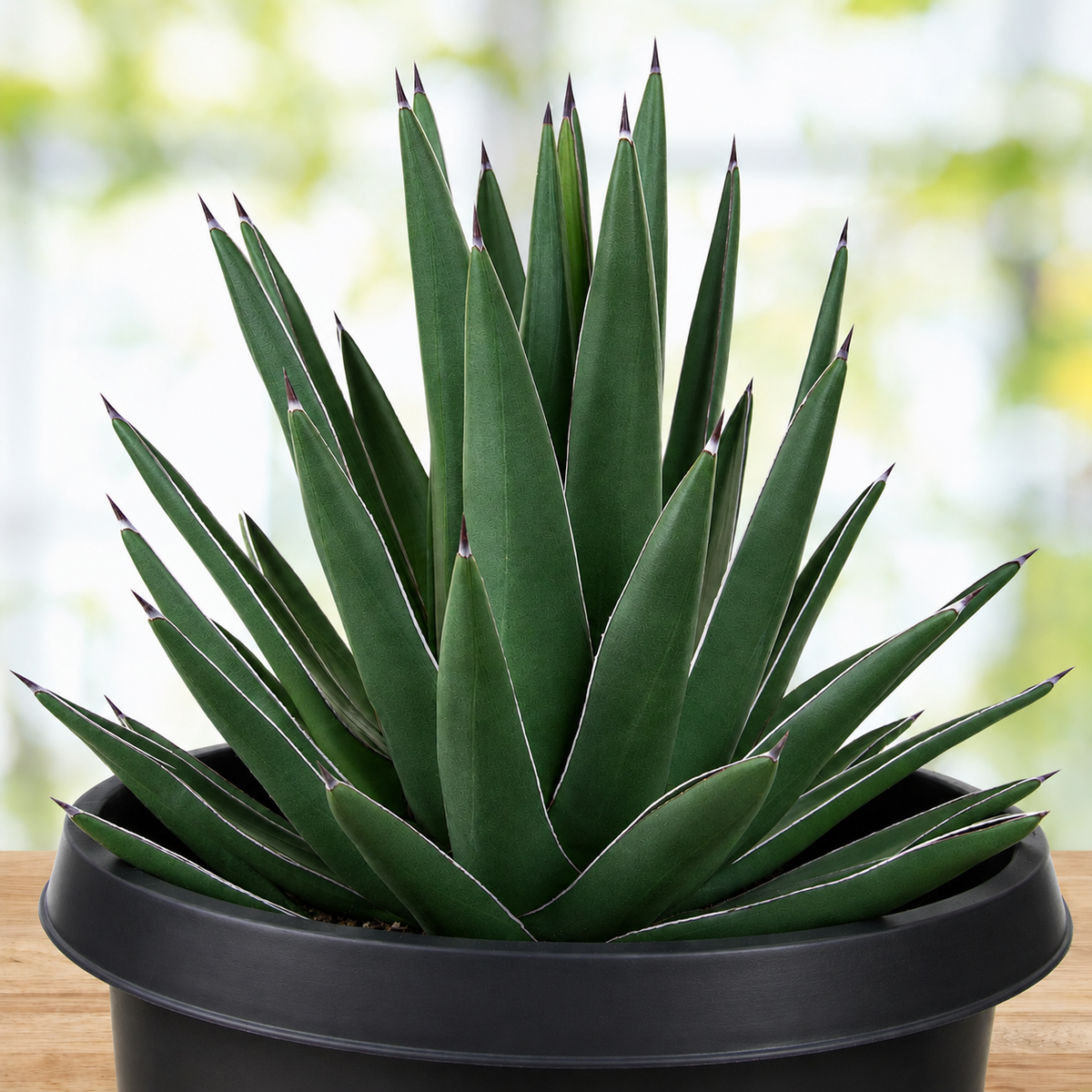 Arizona Smiles Agave live specimen with dense blue-green foliage and symmetrical form.