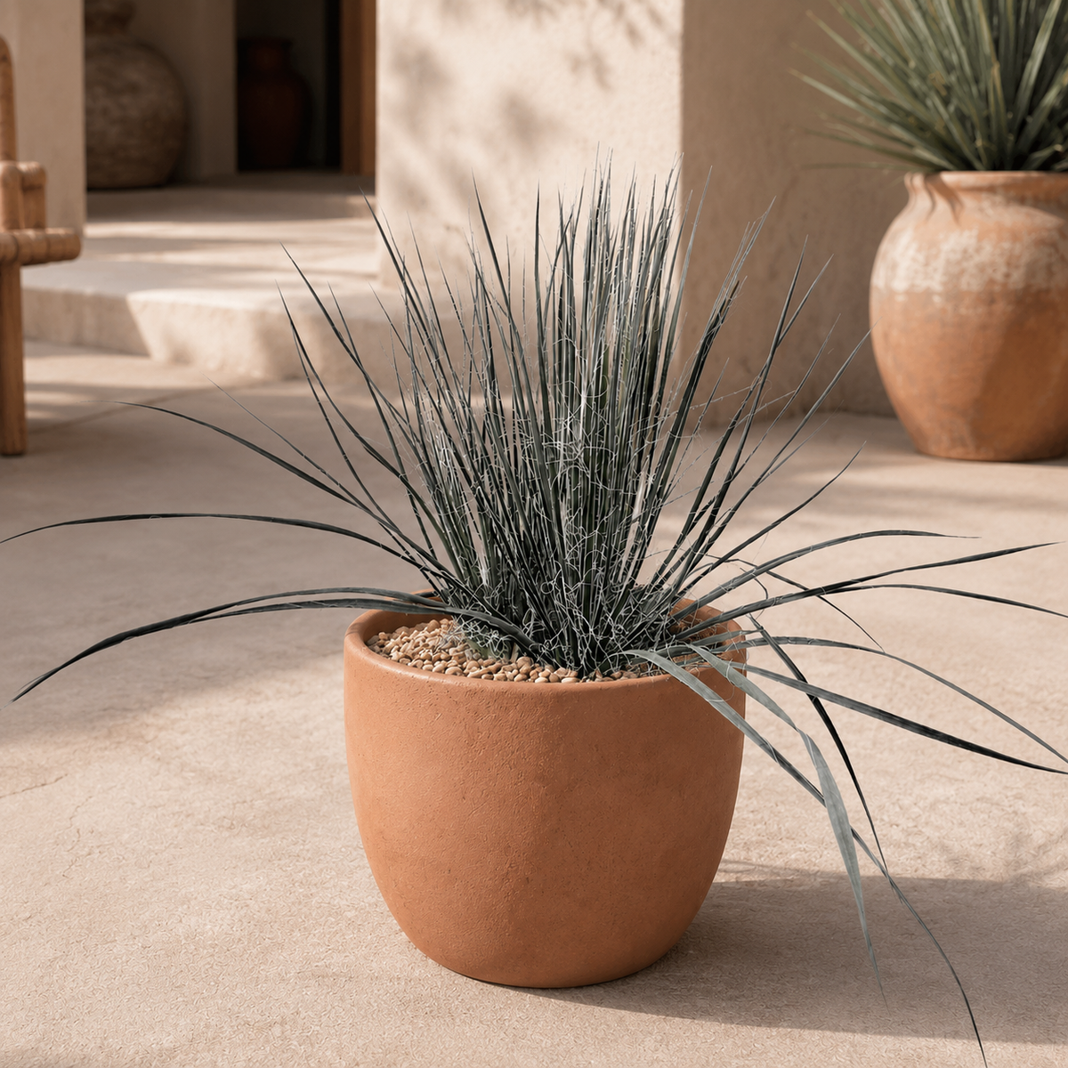 Soap Tree Yucca