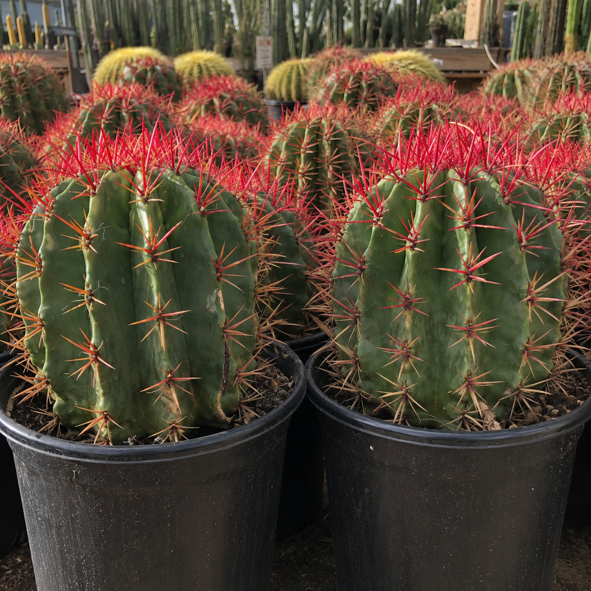 Ferocactus Pringlei