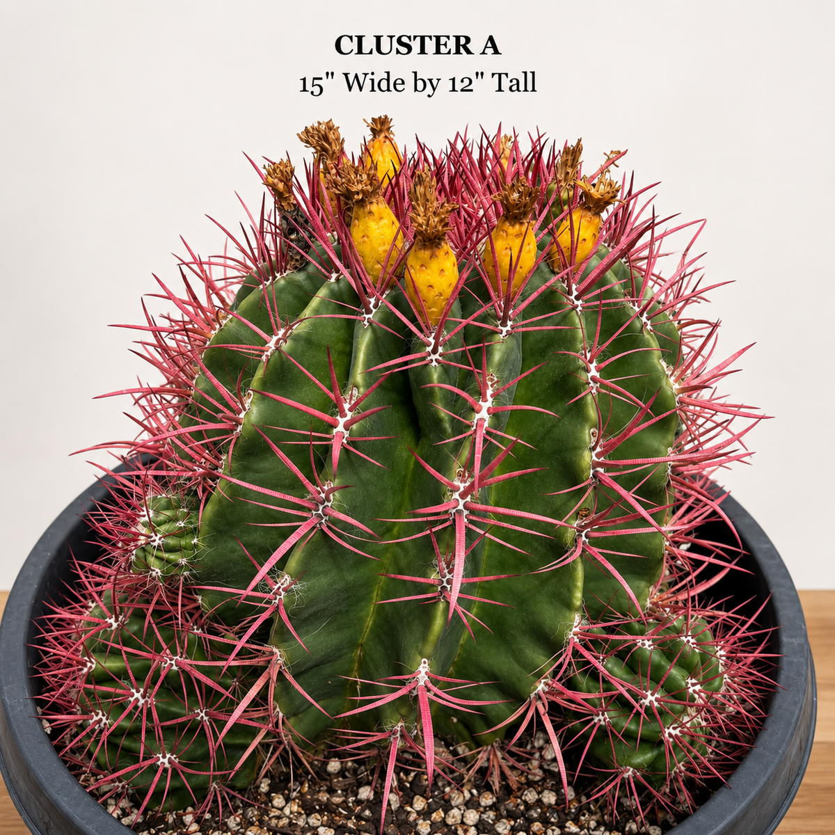Ferocactus Pringlei