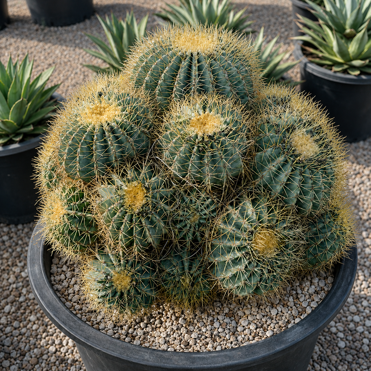 Blue Barrel Cactus