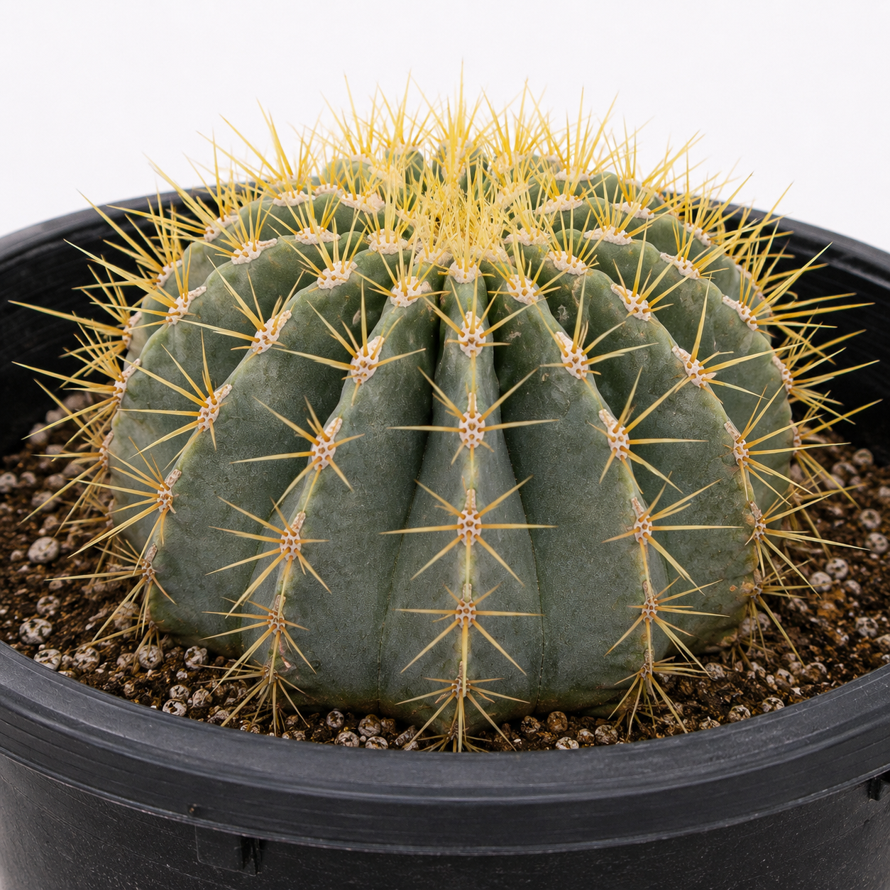 Blue Barrel Cactus live plant with a rounded blue-green body and pale yellow spines.