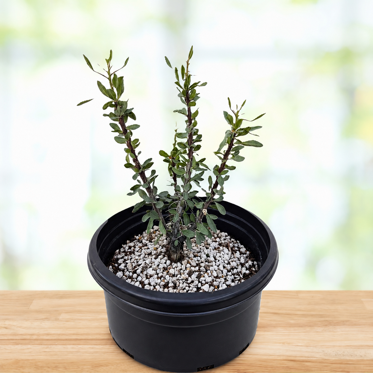 Ocotillo live specimen with tall cane-like growth emerging from the base.