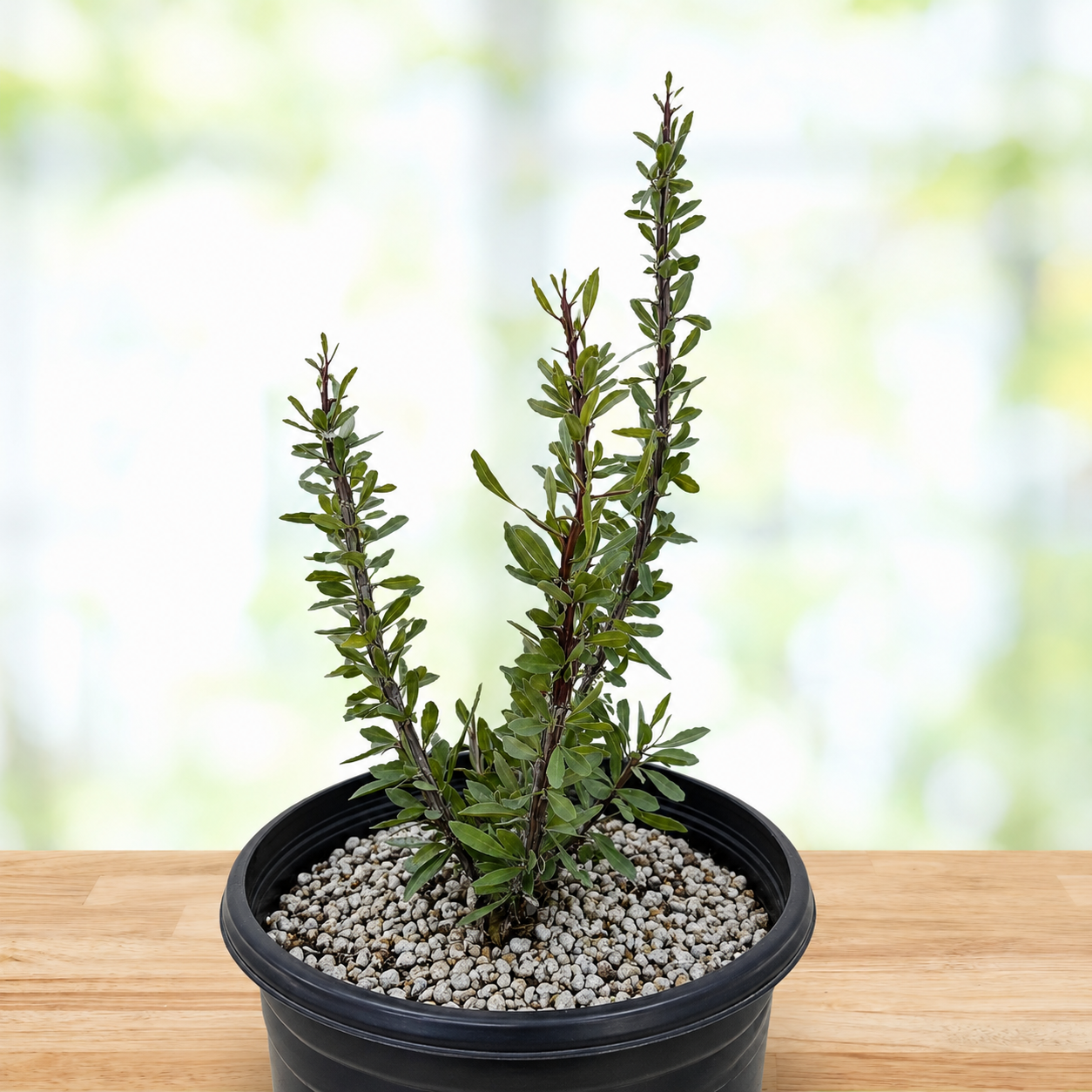 Ocotillo live plant with tall slender cane-like stems rising from a compact base.