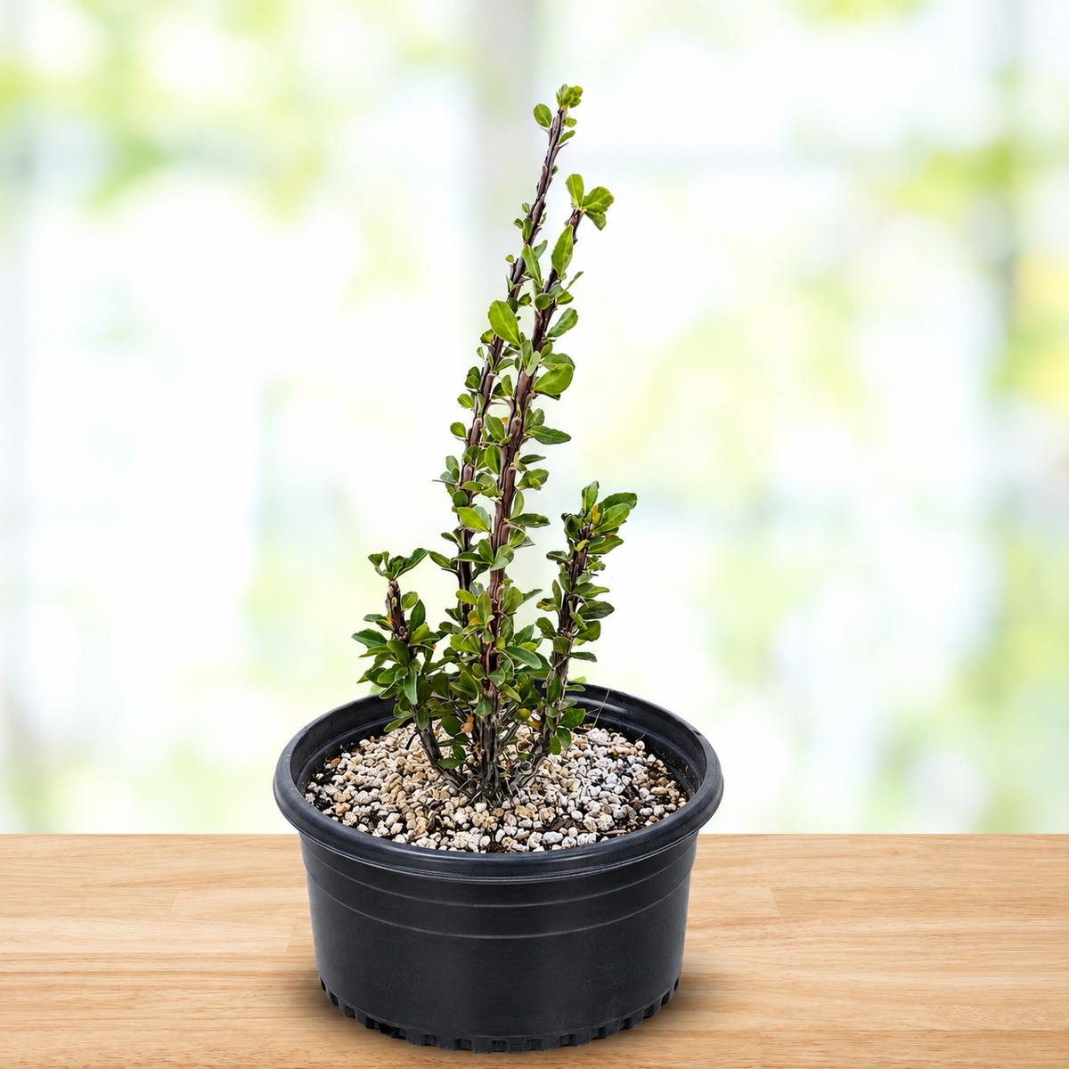 Ocotillo plant highlighting its distinctive upright desert stems and architectural shape.