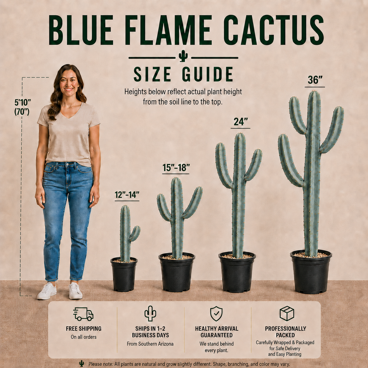 Live Blue Flame Cactus with thick blue-green stems and branching columnar growth.