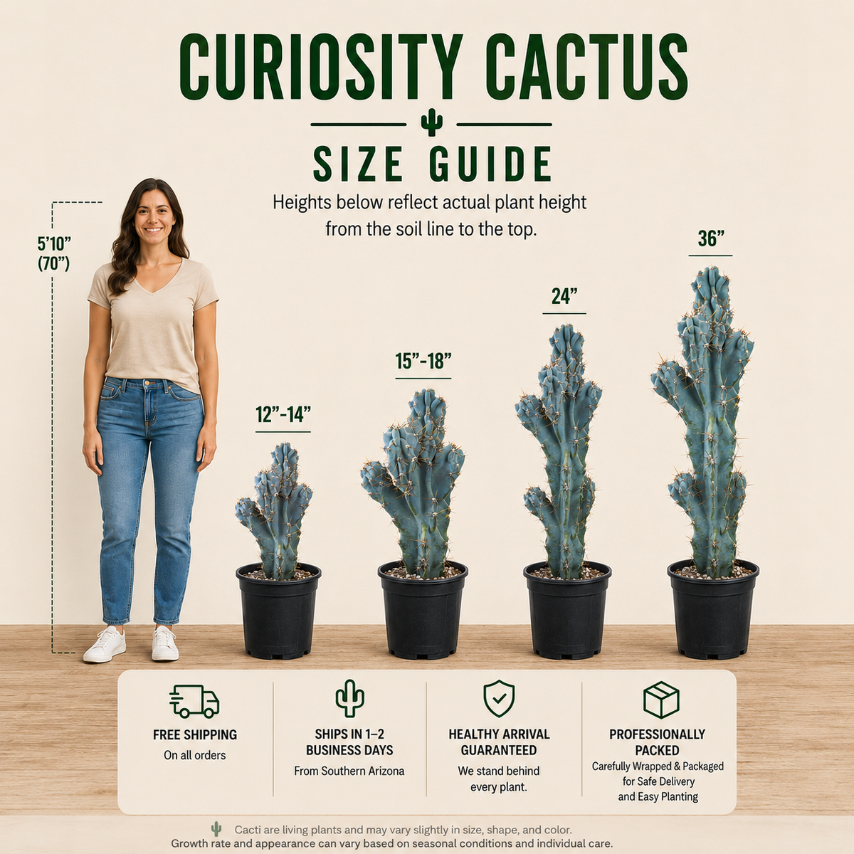 Curiosity Cactus live plant highlighting its unusual contorted Cereus growth form.