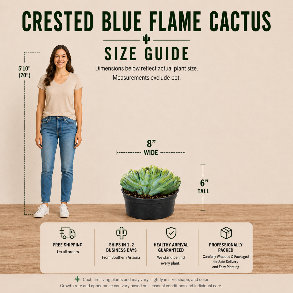 Crested Blue Flame live specimen with broad folded crested growth in blue-green tones.