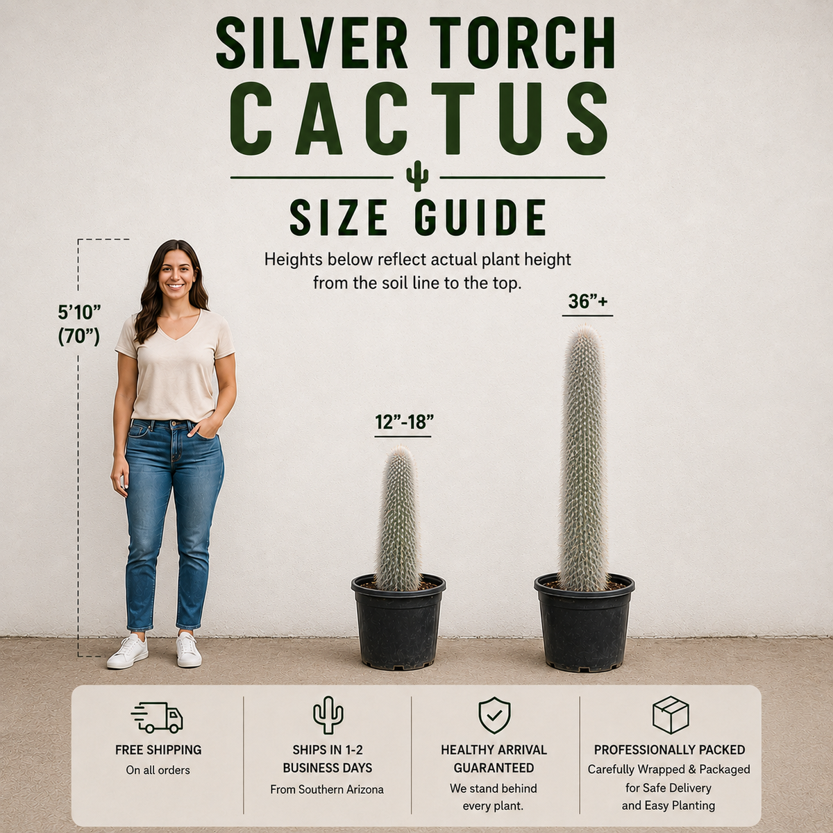 Silver Torch Cactus specimen with vertical green columns densely covered in silvery spines.