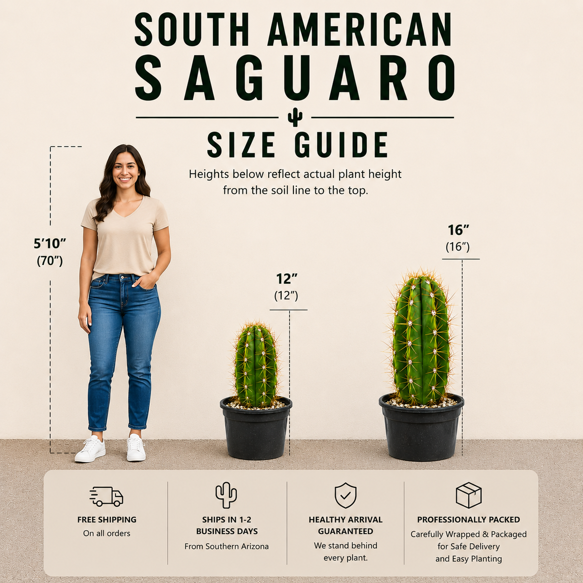 South American Saguaro live plant highlighting its tall ribbed desert-cactus form.