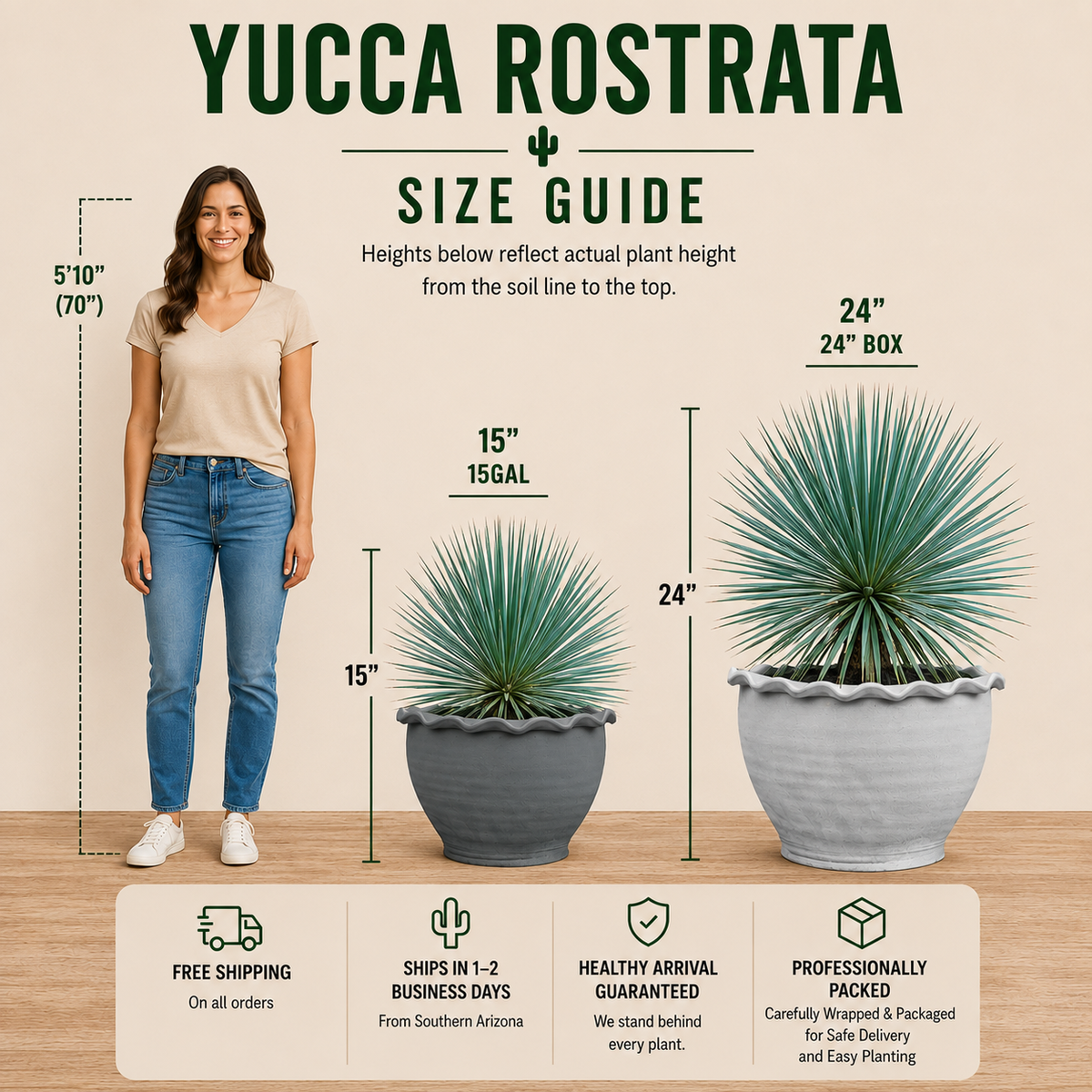 Yucca rostrata live plant highlighting its dense round rosette of slender blue-gray leaves.