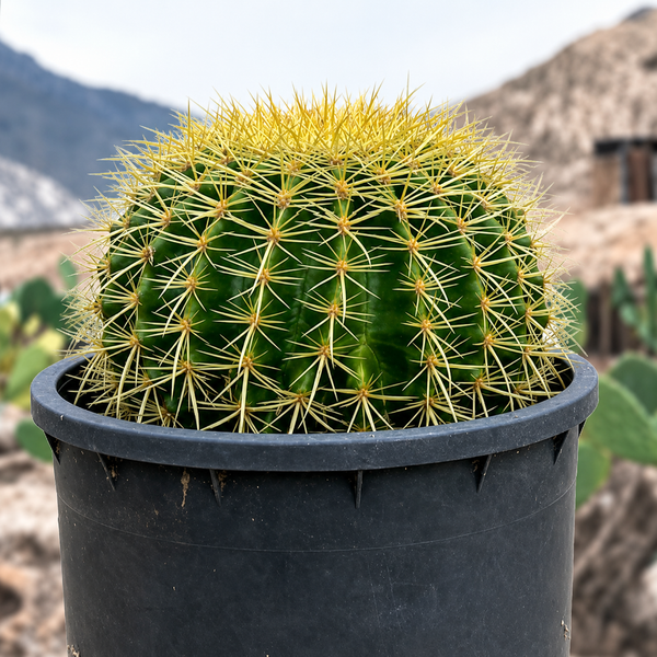 Golden Barrel Cactus