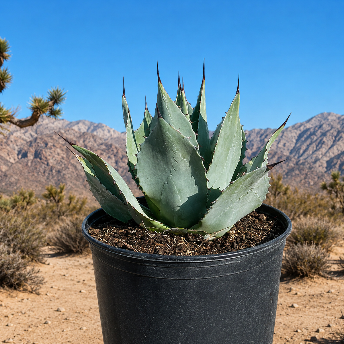 Agave parryi huachucensis live plant highlighting its broad leaves and symmetrical rosette.