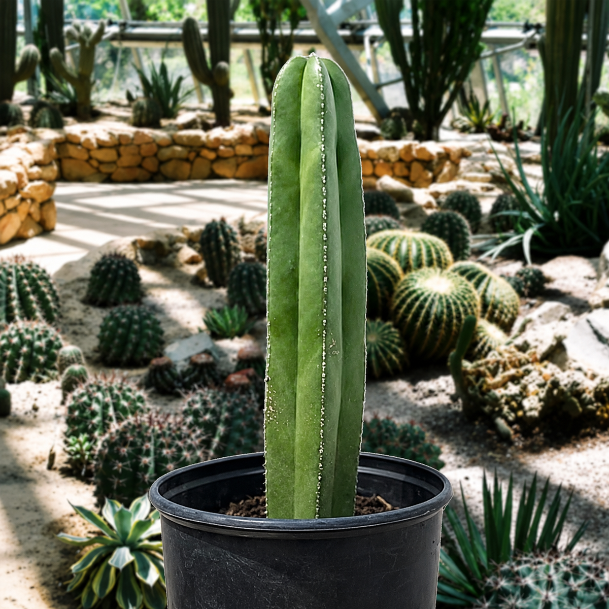 A tall green Mexican Fence Post cactus in a black plastic nursery pot, set against a background of various cacti and succulents in a sunny outdoor garden or conservatory setting.