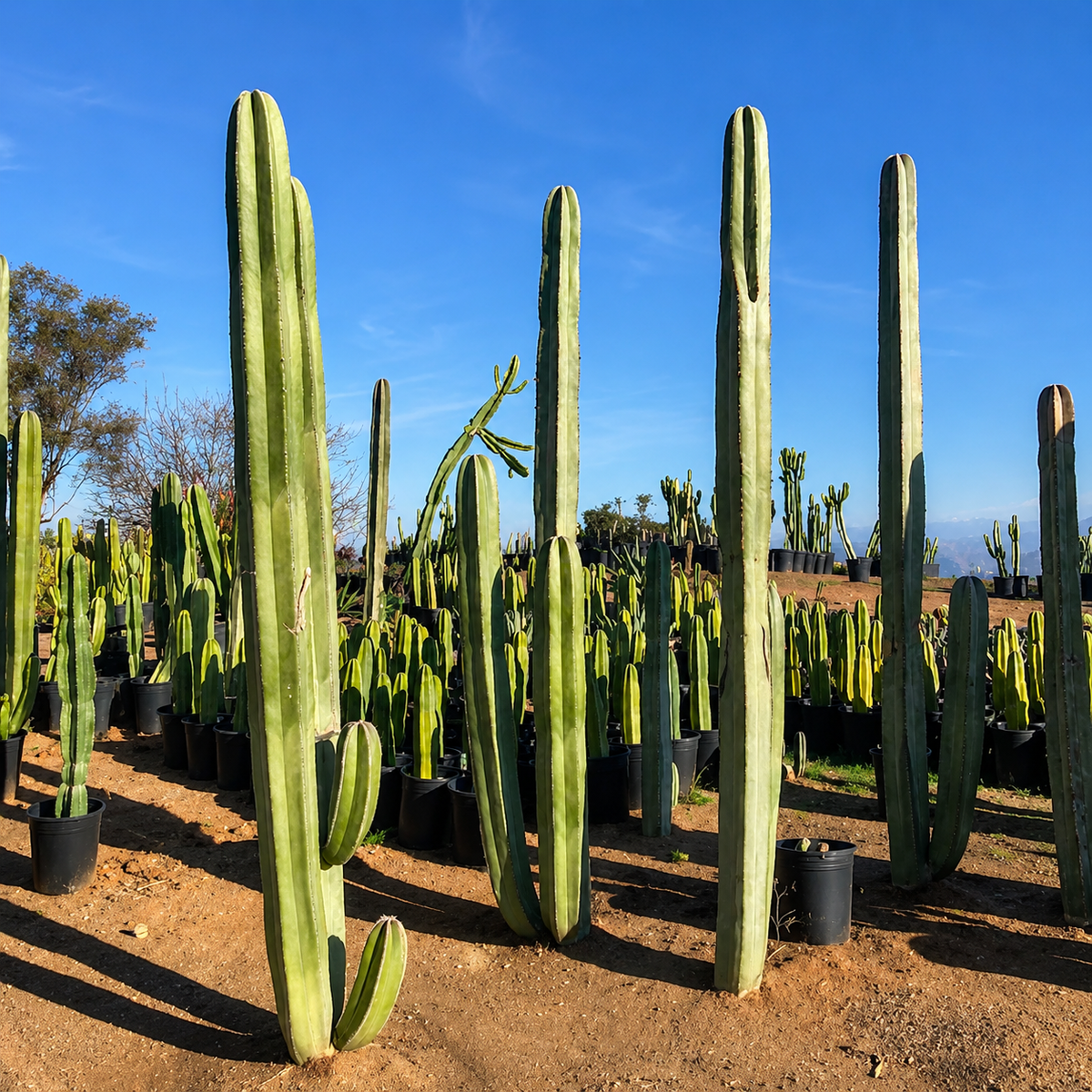 A field of tall green Mexican fence post cacti arranged in rows under a clear blue sky.