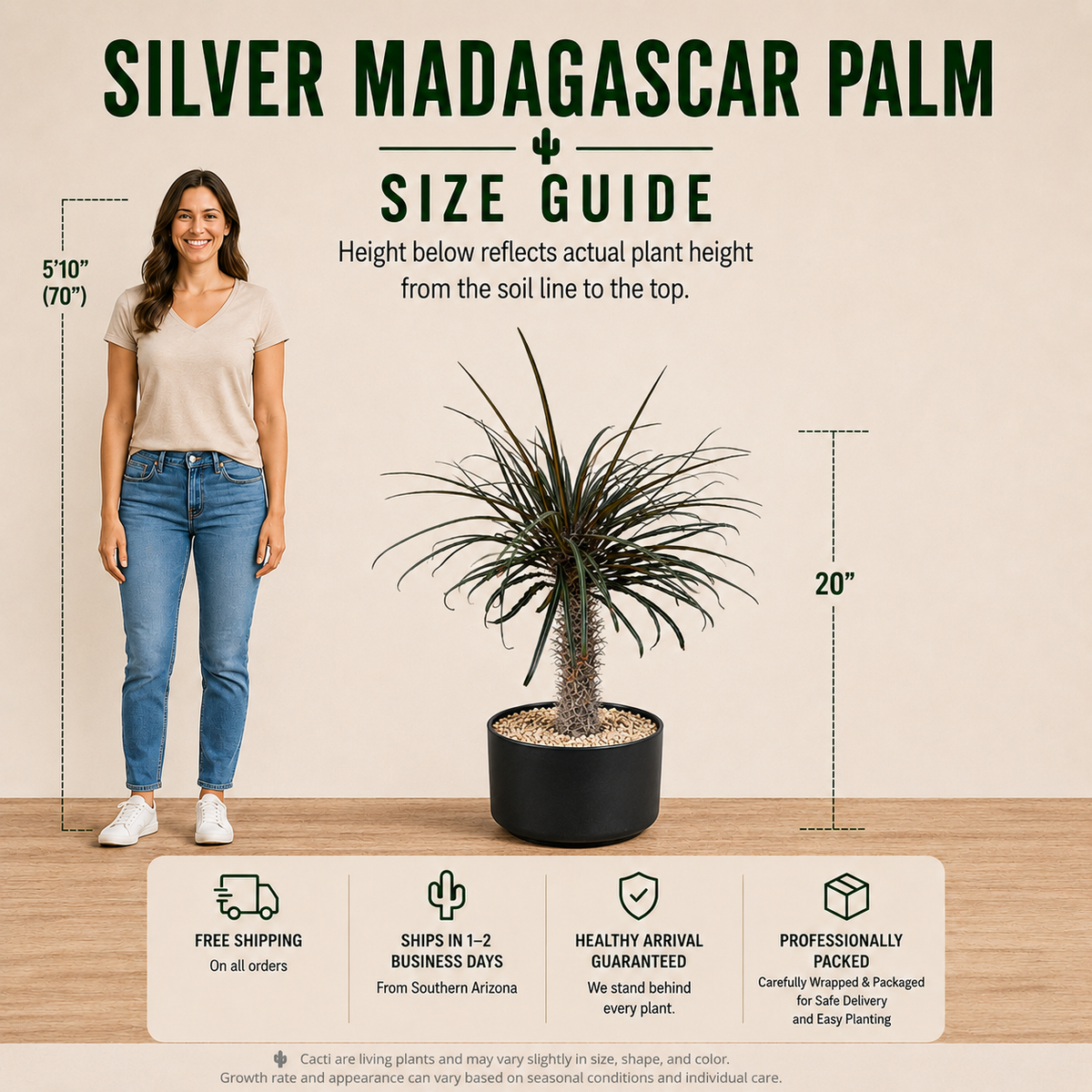 Silver Madagascar Palm live plant highlighting its pale spiny trunk and architectural foliage.
