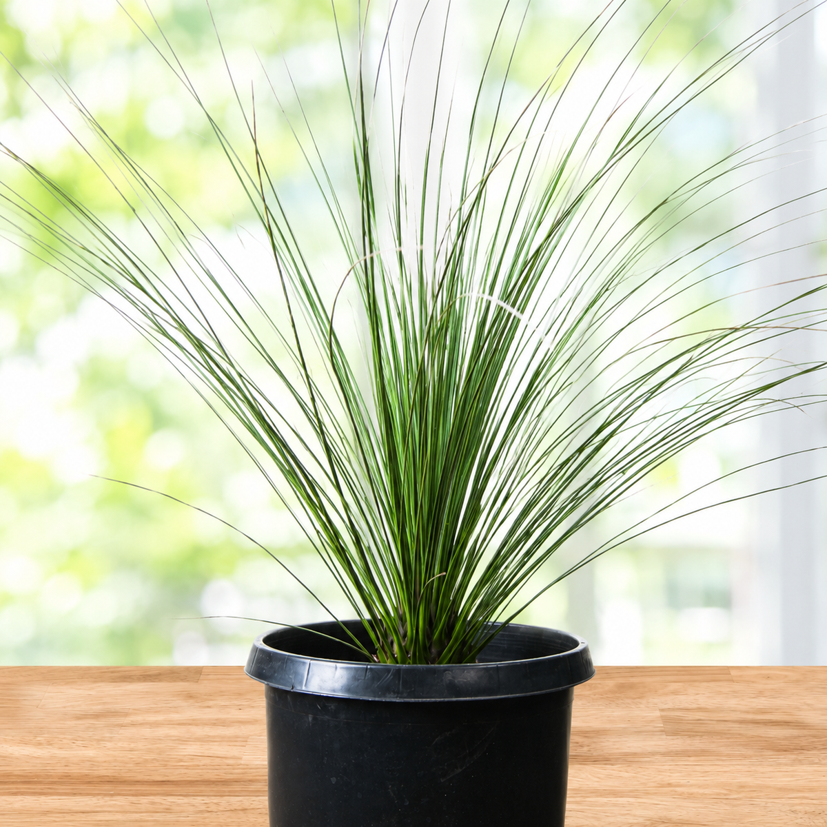 A potted ornamental grass plant with long, slender green blades in a black plastic pot, placed on a light wood surface with a softly blurred bright background.
