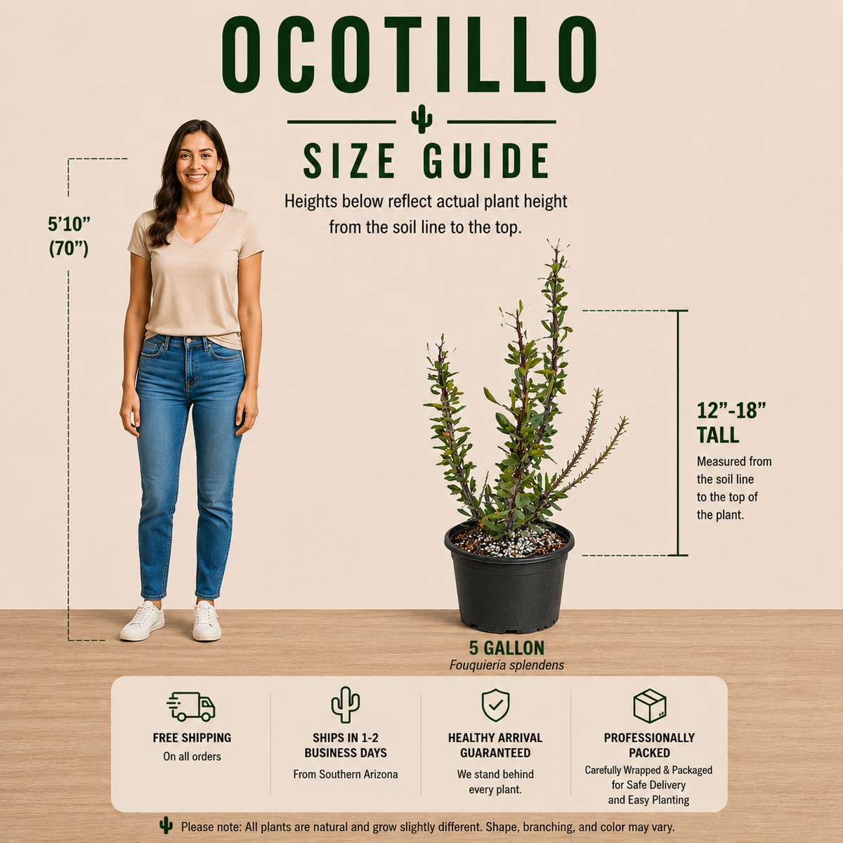 Live Ocotillo with multiple slender woody canes and tall vertical growth.